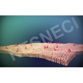 CellSurface Phospholipid Bilayer